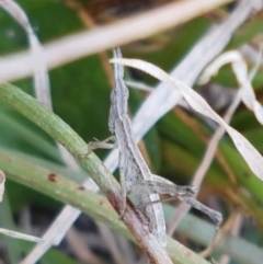 Keyacris scurra at Wallaroo, NSW - 16 Sep 2020