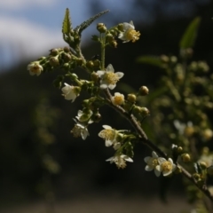 Gynatrix pulchella (Hemp Bush) at Coree, ACT - 16 Sep 2020 by AllanS