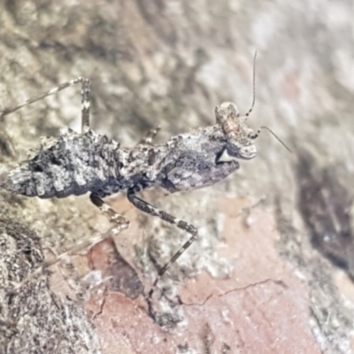 Paraoxypilus tasmaniensis (Black bark mantis or Boxing mantis) at Hall Cemetery - 16 Sep 2020 by tpreston