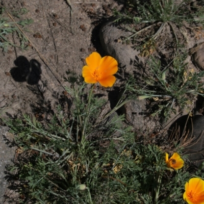 Eschscholzia californica (California Poppy) at Coree, ACT - 16 Sep 2020 by AllanS