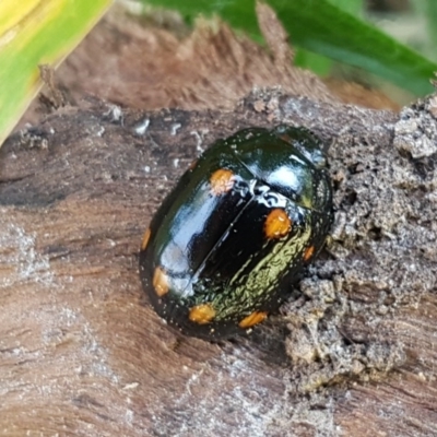 Paropsisterna octosignata (Eucalyptus leaf beetle) at Hall, ACT - 16 Sep 2020 by trevorpreston