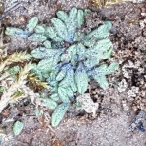 Riccia sp. (genus) at Hall, ACT - 16 Sep 2020 10:35 AM