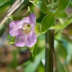 Spergularia rubra (Sandspurrey) at Hall, ACT - 16 Sep 2020 by trevorpreston