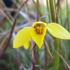 Diuris chryseopsis (Golden Moth) at Hall, ACT - 16 Sep 2020 by tpreston