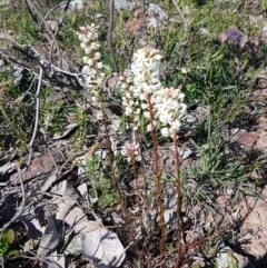 Stackhousia monogyna (Creamy Candles) at Majura, ACT - 15 Sep 2020 by tpreston