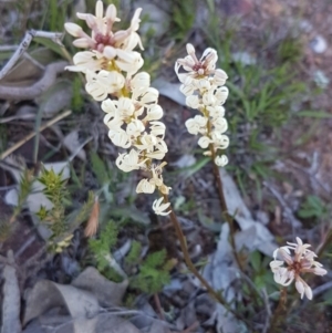 Stackhousia monogyna at Majura, ACT - 16 Sep 2020 09:54 AM