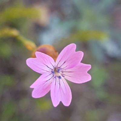 Petrorhagia nanteuilii (Proliferous Pink, Childling Pink) at Majura, ACT - 15 Sep 2020 by tpreston