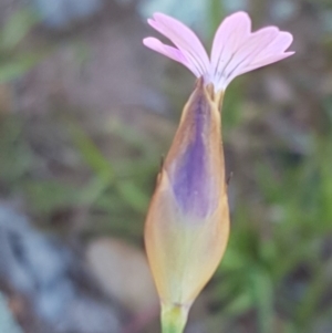 Petrorhagia nanteuilii at Majura, ACT - 16 Sep 2020