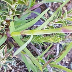 Petrorhagia nanteuilii at Majura, ACT - 16 Sep 2020