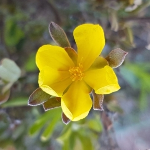 Hibbertia obtusifolia at Majura, ACT - 16 Sep 2020 09:52 AM