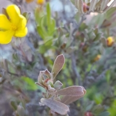 Hibbertia obtusifolia at Majura, ACT - 16 Sep 2020 09:52 AM