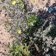 Hibbertia obtusifolia at Majura, ACT - 16 Sep 2020 09:52 AM