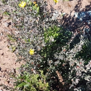 Hibbertia obtusifolia at Majura, ACT - 16 Sep 2020