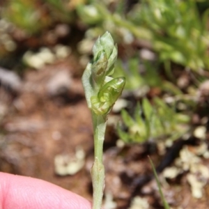 Hymenochilus bicolor (ACT) = Pterostylis bicolor (NSW) at Majura, ACT - suppressed