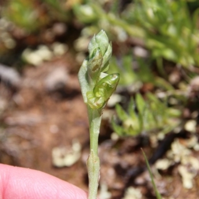 Hymenochilus bicolor (Black-tip Greenhood) at Majura, ACT - 16 Sep 2020 by petersan