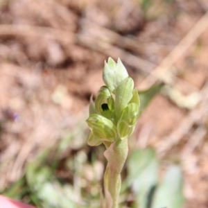 Hymenochilus bicolor (ACT) = Pterostylis bicolor (NSW) at Majura, ACT - suppressed