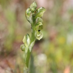 Hymenochilus bicolor at Watson, ACT - 16 Sep 2020