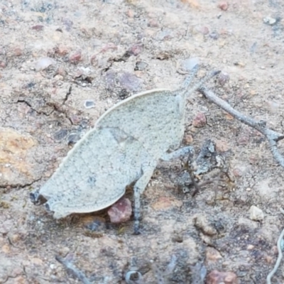 Goniaea sp. (genus) (A gumleaf grasshopper) at Majura, ACT - 16 Sep 2020 by trevorpreston