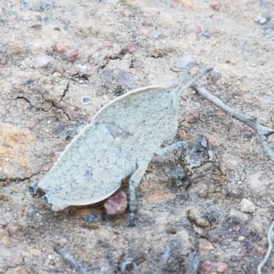 Goniaea sp. (genus) (A gumleaf grasshopper) at Majura, ACT - 15 Sep 2020 by tpreston