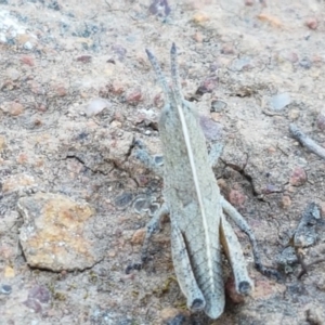 Goniaea sp. (genus) at Majura, ACT - 16 Sep 2020 09:49 AM