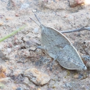 Goniaea sp. (genus) at Majura, ACT - 16 Sep 2020 09:49 AM