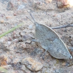 Goniaea sp. (genus) at Majura, ACT - 16 Sep 2020 09:49 AM