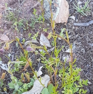 Linaria arvensis at Majura, ACT - 16 Sep 2020 09:46 AM