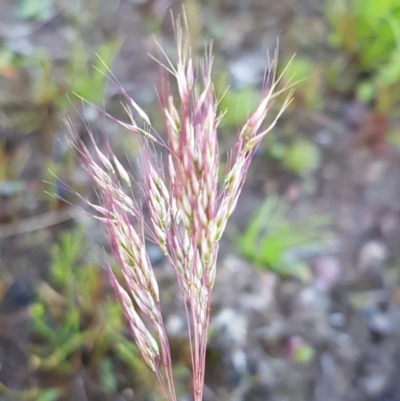 Pentaschistis airoides (False Hairgrass) at Majura, ACT - 16 Sep 2020 by trevorpreston