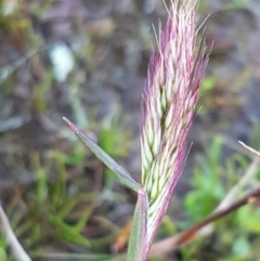 Pentaschistis airoides at Majura, ACT - 16 Sep 2020