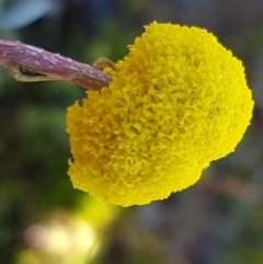 Craspedia variabilis at Majura, ACT - 16 Sep 2020