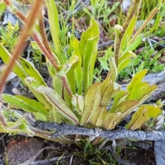 Craspedia variabilis at Majura, ACT - 16 Sep 2020