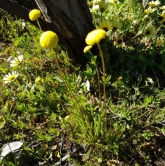 Craspedia variabilis at Majura, ACT - 16 Sep 2020