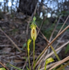 Bunochilus umbrinus (Broad-sepaled Leafy Greenhood) at Bombay, NSW - 15 Sep 2020 by MattM