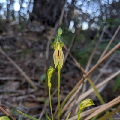 Bunochilus umbrinus (ACT) = Pterostylis umbrina (NSW) (Broad-sepaled Leafy Greenhood) at Bombay, NSW by MattM