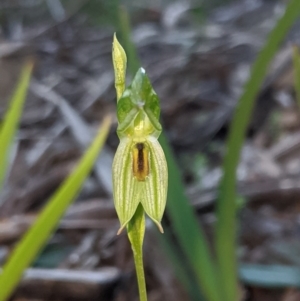 Bunochilus umbrinus at suppressed - 15 Sep 2020