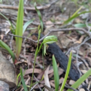 Bunochilus umbrinus at suppressed - 15 Sep 2020