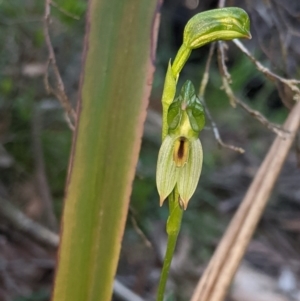 Bunochilus umbrinus at suppressed - 15 Sep 2020