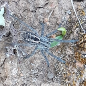 Tasmanicosa sp. (genus) at Majura, ACT - suppressed