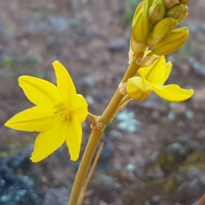 Bulbine bulbosa at Majura, ACT - 16 Sep 2020