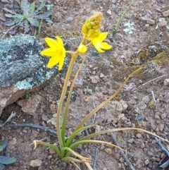 Bulbine bulbosa at Majura, ACT - 16 Sep 2020