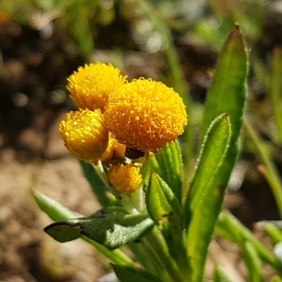 Chrysocephalum apiculatum (Common Everlasting) at Majura, ACT - 15 Sep 2020 by tpreston