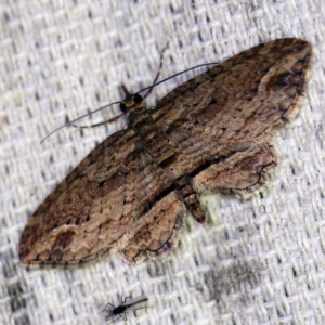 Chloroclystis filata at O'Connor, ACT - 15 Sep 2020