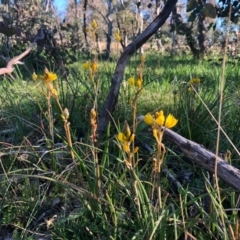 Bulbine bulbosa (Golden Lily) at Holt, ACT - 14 Sep 2020 by JasonC