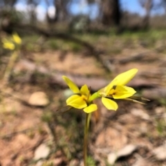 Diuris chryseopsis (Golden Moth) at Throsby, ACT - 15 Sep 2020 by JasonC