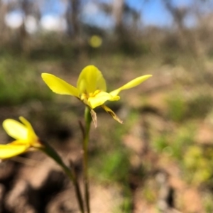 Diuris chryseopsis at Throsby, ACT - 16 Sep 2020