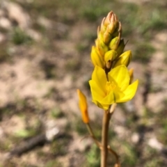 Bulbine bulbosa (Golden Lily) at Throsby, ACT - 15 Sep 2020 by JasonC