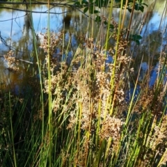 Juncus sp. at Kambah, ACT - 16 Sep 2020 12:58 PM