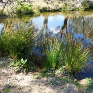 Juncus sp. at Kambah, ACT - 16 Sep 2020 12:58 PM