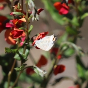 Lampides boeticus at Acton, ACT - 16 Sep 2020 12:17 PM