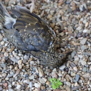 Zoothera lunulata at Acton, ACT - 16 Sep 2020